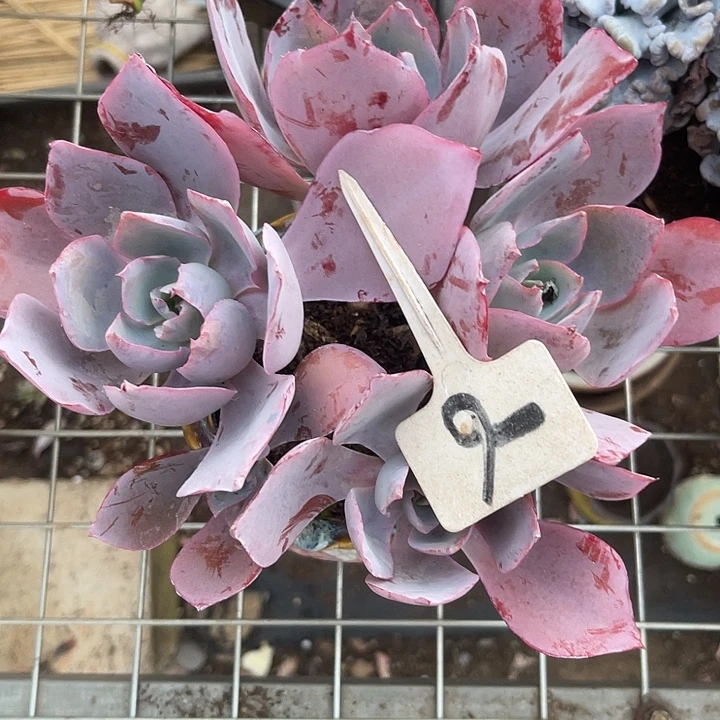 可***丽两单包邮，一物一拍6