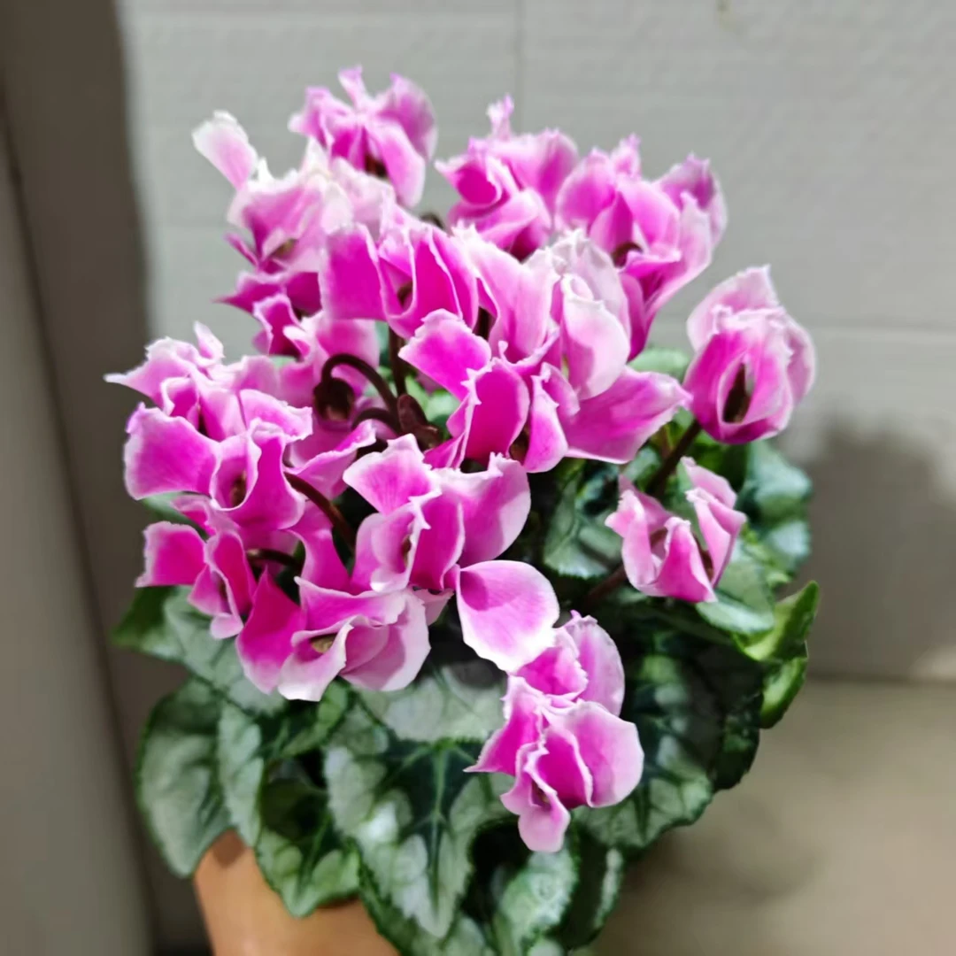 维多利亚少女心 仙客来盆栽阳台室内花卉好养