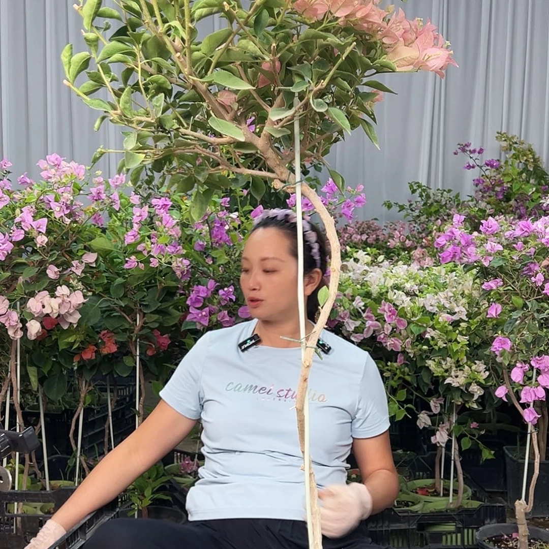 上***柜大部分花苞少量开放F27卡亚塔