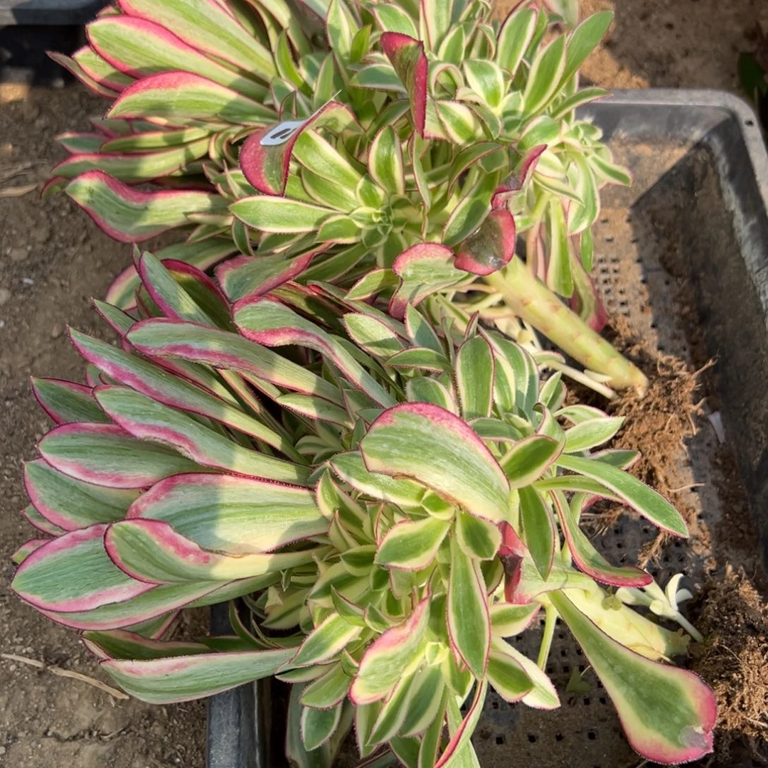 78冰淇淋多肉植物山东发量单颗