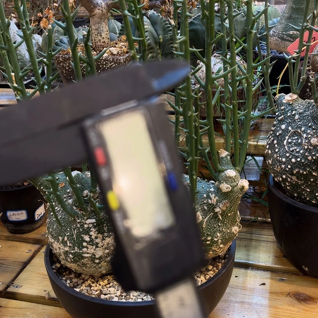 潮流植物 潮流植物