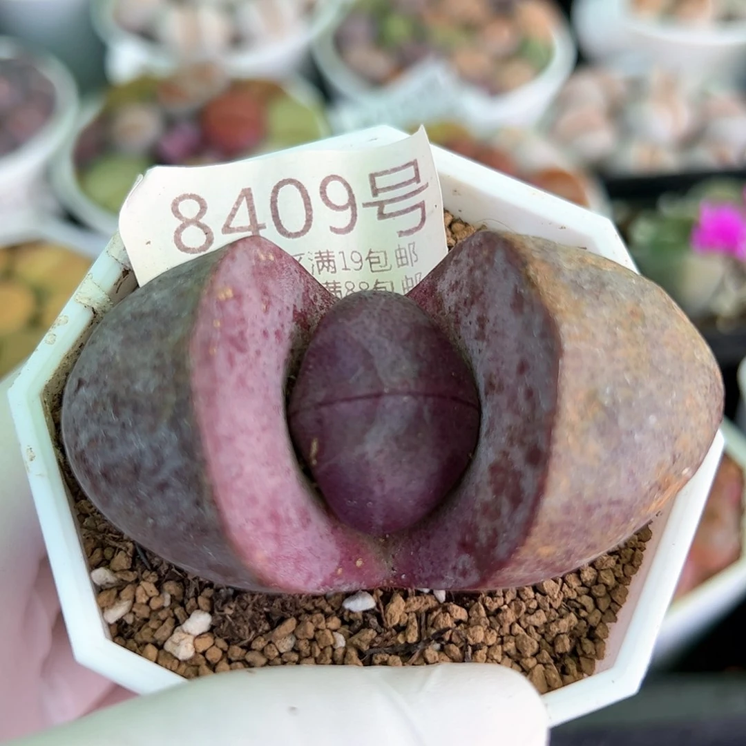 好养易活生石花大母本8409