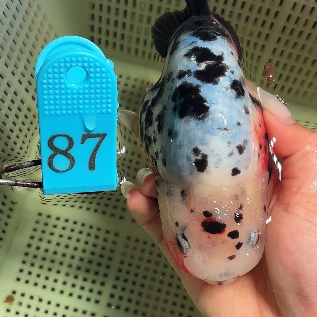 金鱼拍包装包邮，不拍包装运费到付