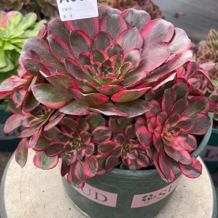 664纳福20厘米左右