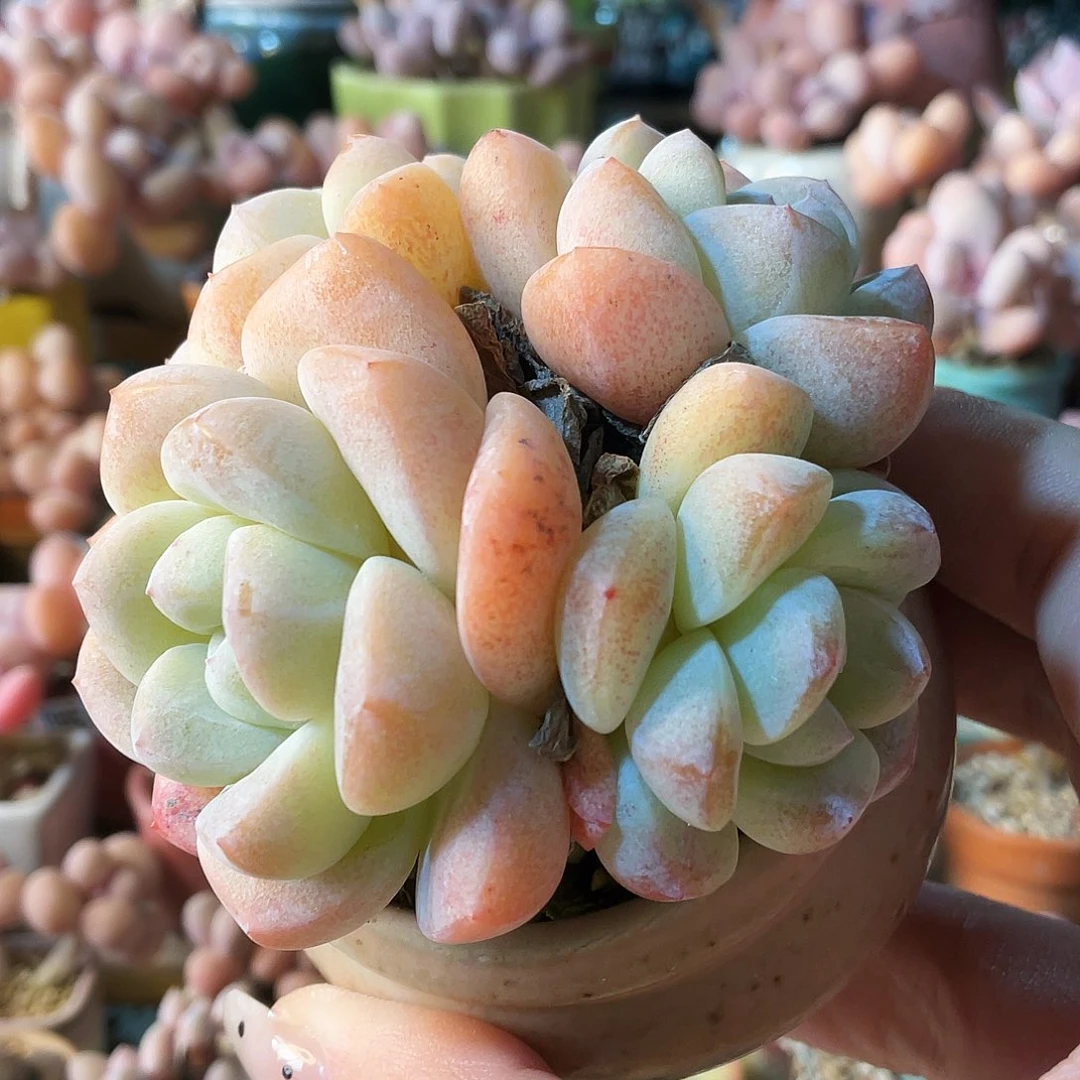 M***夏多肉植物的生长发育与生长发育第三章