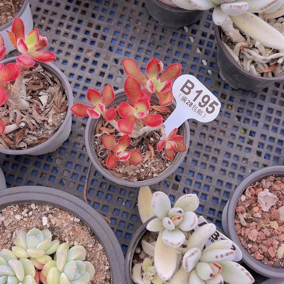 B195锦晃星一物一拍