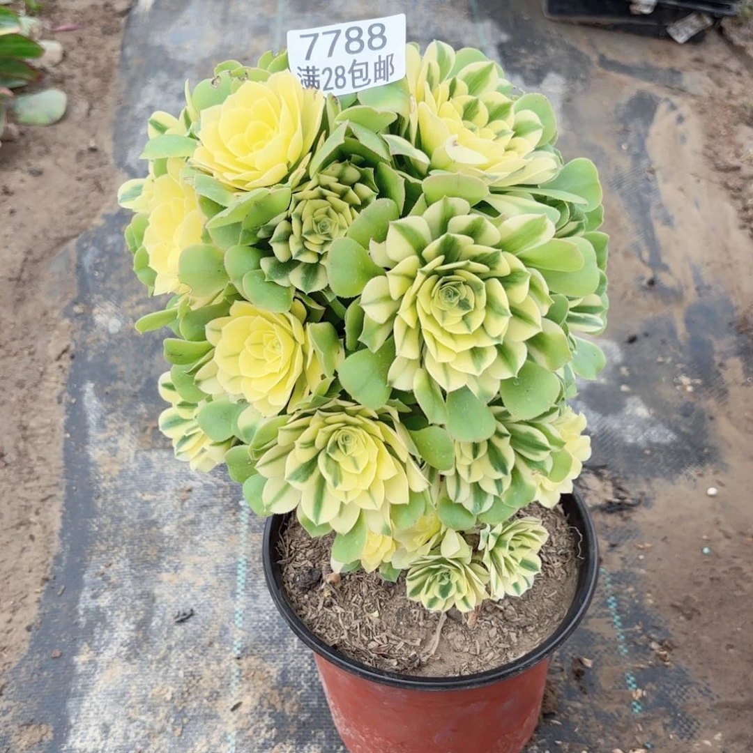 E. 7788辛尼雅多肉