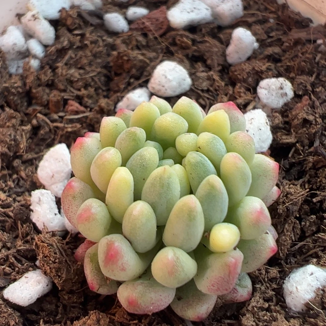 烟，花锦，覆轮锦多肉