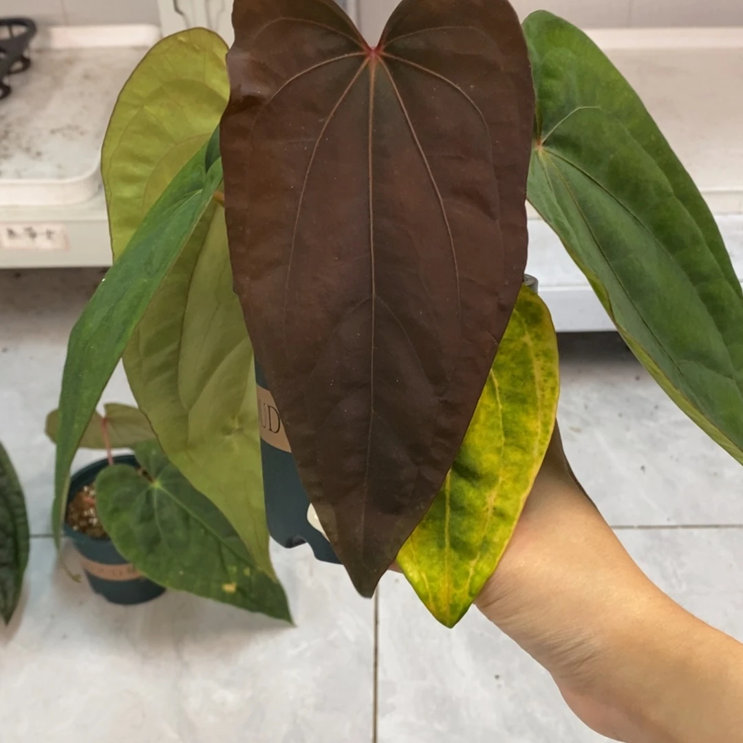 不开花植物南美戴斯侧芽