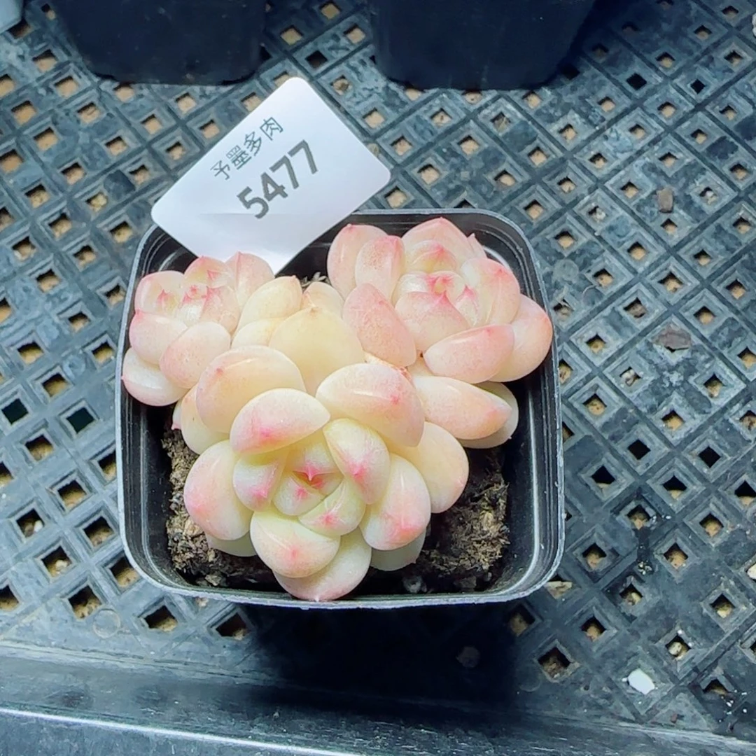 倾城珍妮，5477多肉植物