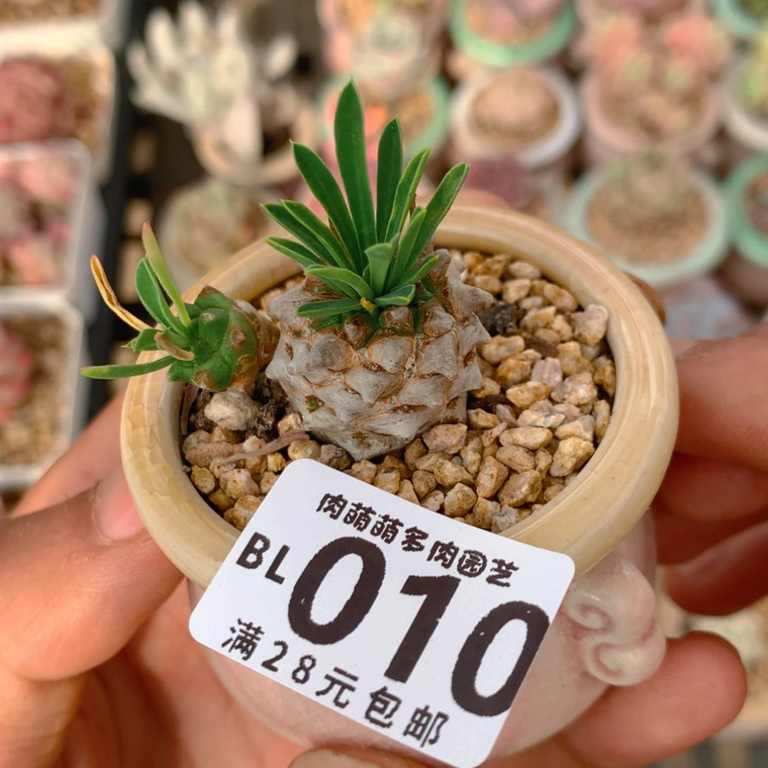 P肉萌萌5cm拇指盆精控多肉BL010