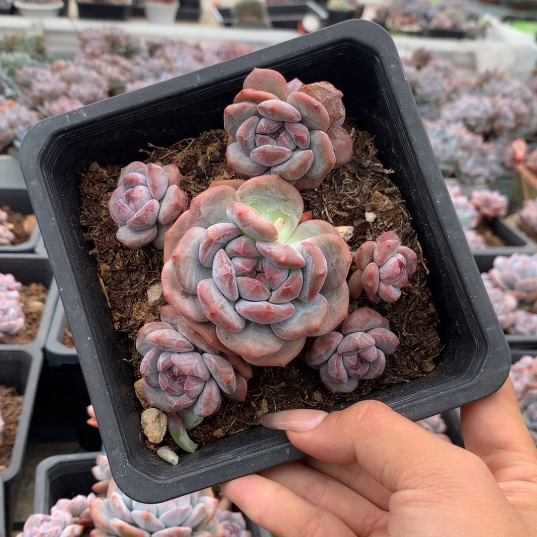 石榴籽无砍小脸花花