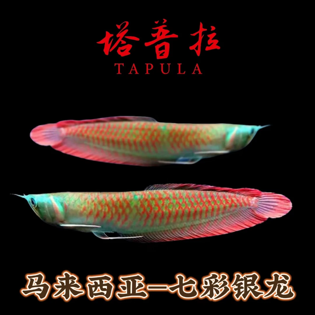 塔普拉七彩银龙观赏鱼苗养殖场自销热带观赏鱼水中舞者