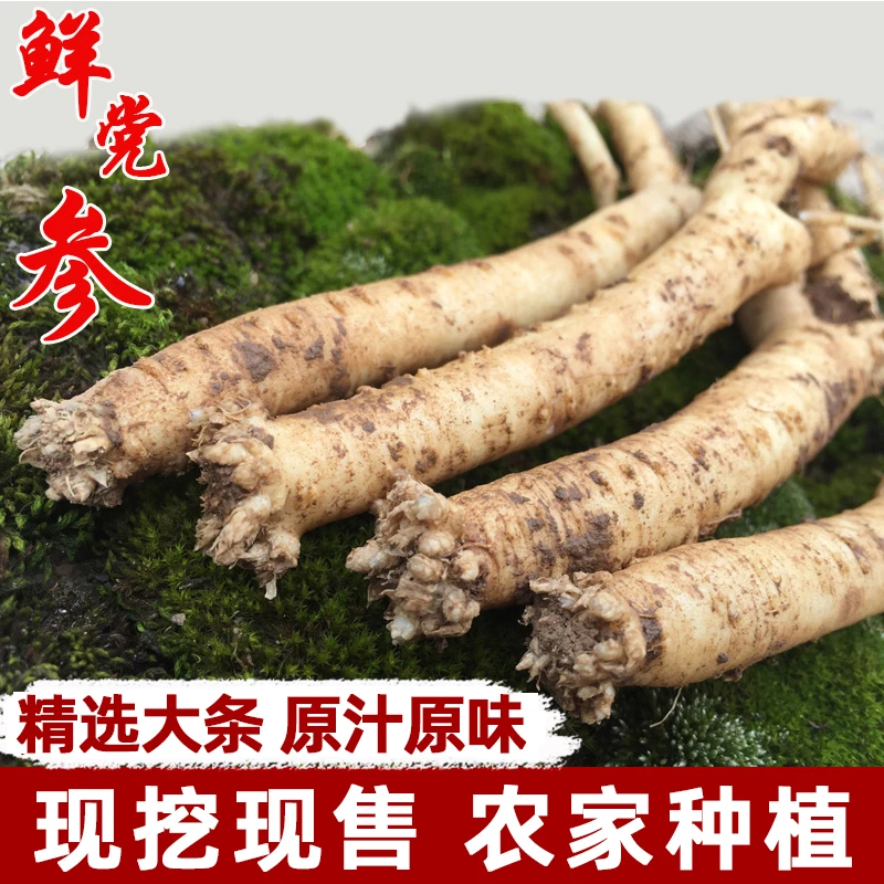 新鲜现挖党参中药材正品党参现售新货特级大条无硫甘肃湿党参煲汤
