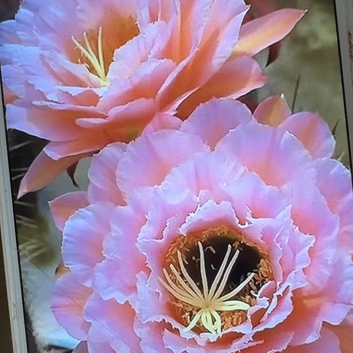 粉桃精灵侧芽5公分左右毛花柱（20包邮）