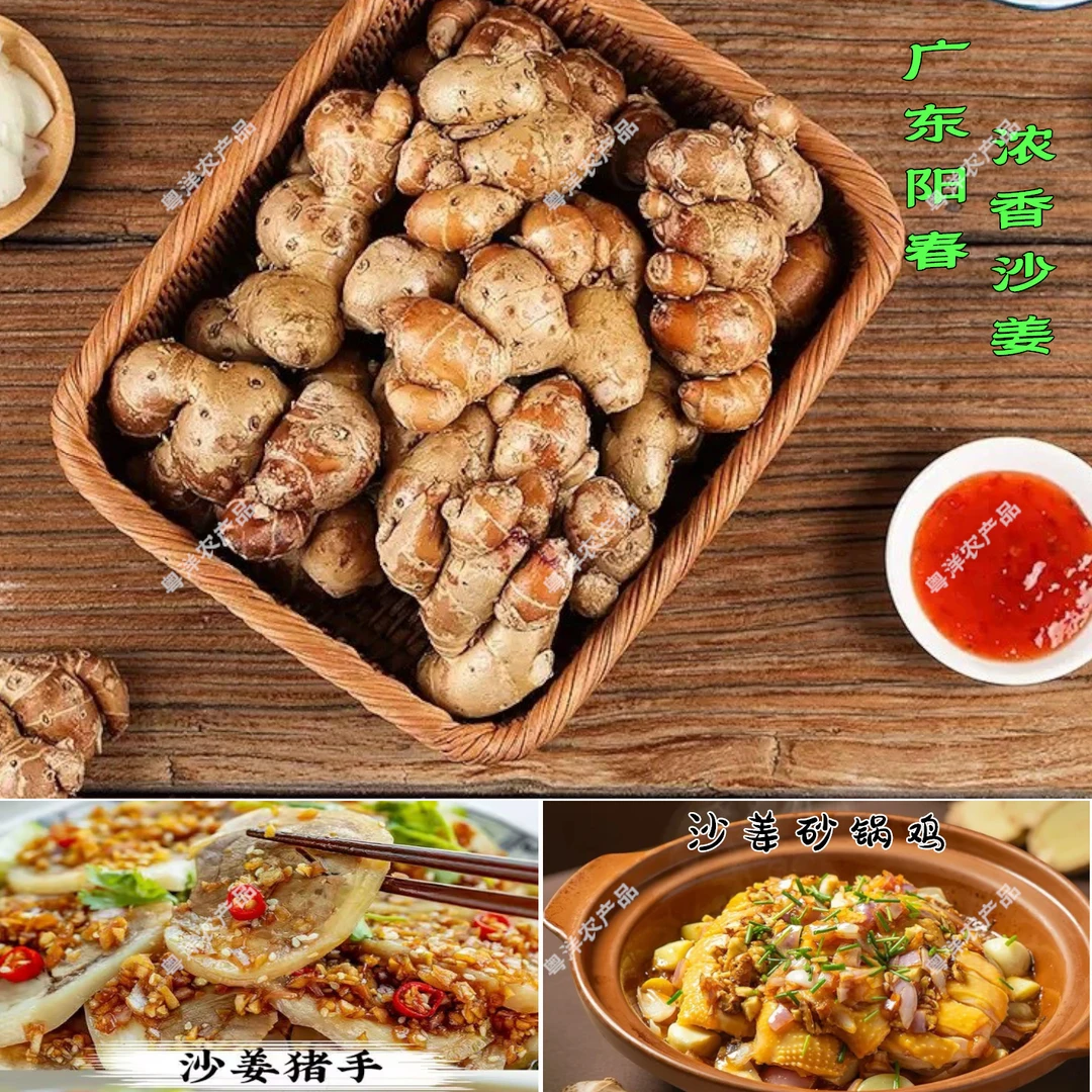 产地优选广东特色农产品浓香型沙姜新鲜山奈白切鸡椰子鸡火锅蘸料