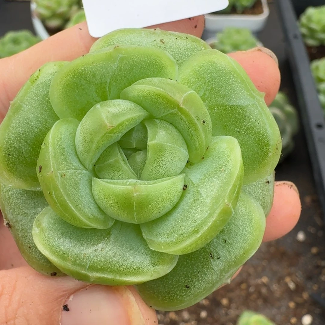 一物一拍一物一拍1109-138