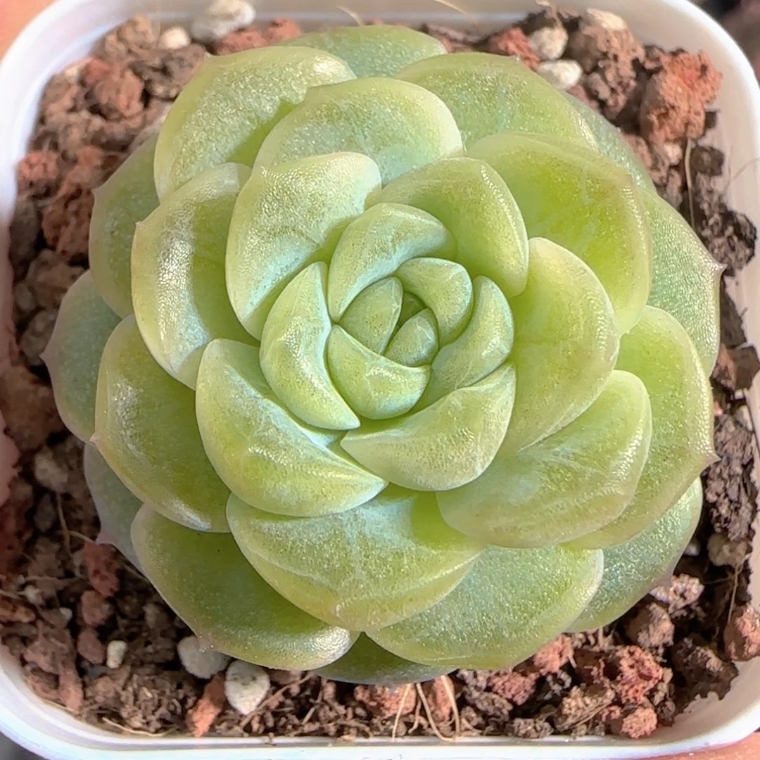 多肉1231-34无尽灯