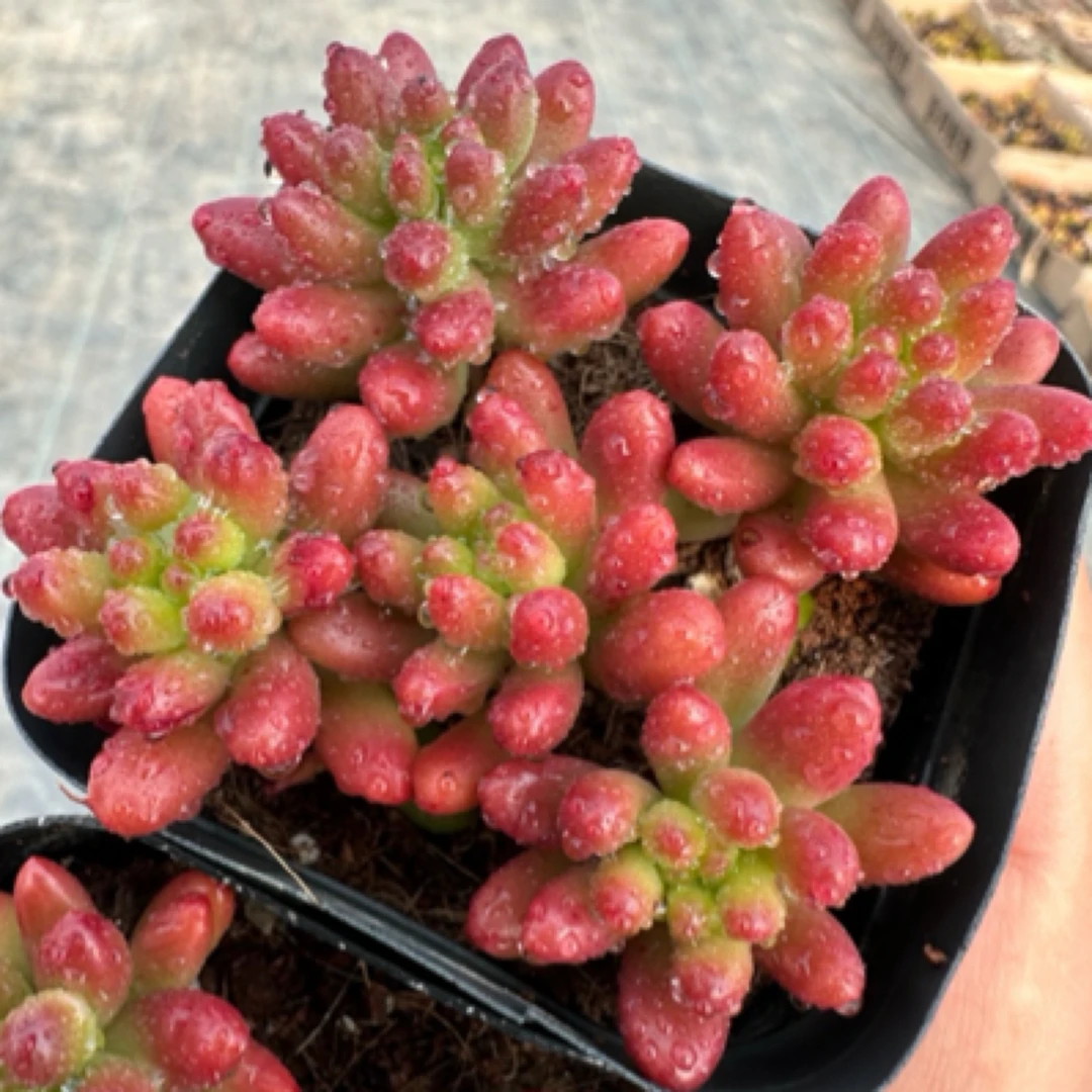 虹之玉1盆 带盆发多肉植物 满9.9包邮