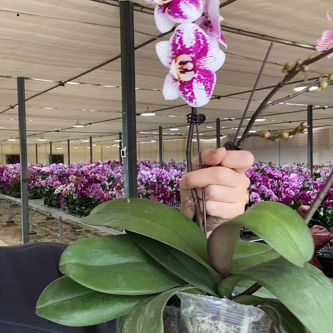 完全开放巴塞罗那 条纹树杈