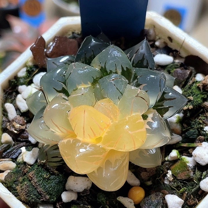 730水中月锦一物一拍