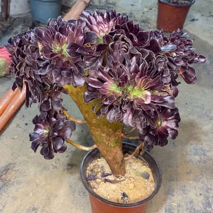 欧紫缀多肉植物10