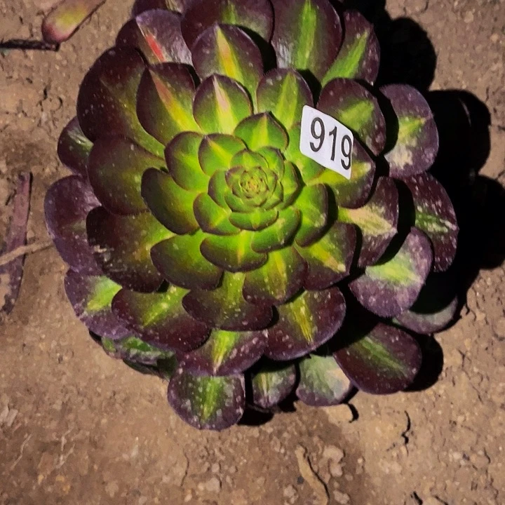 919海神多肉植物处理不售后中班