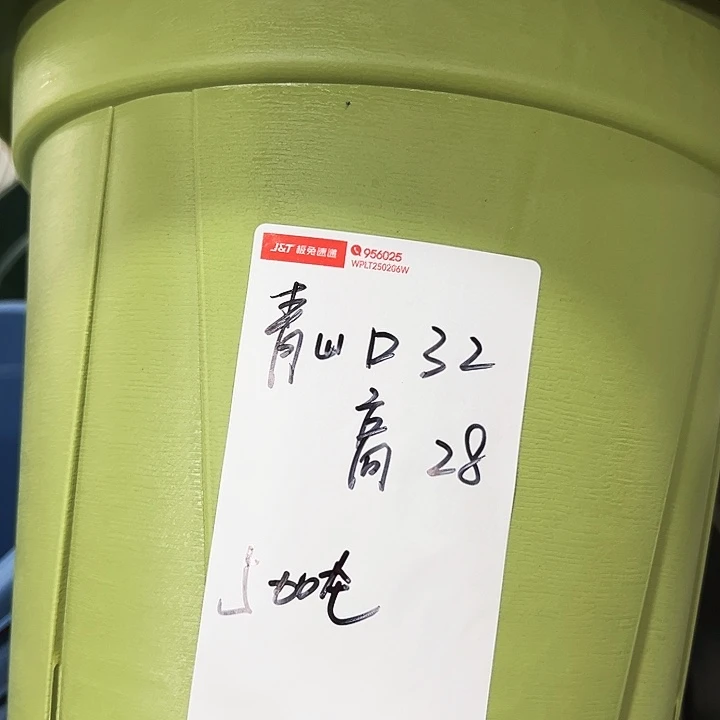 青山口32高28果绿色5个无托