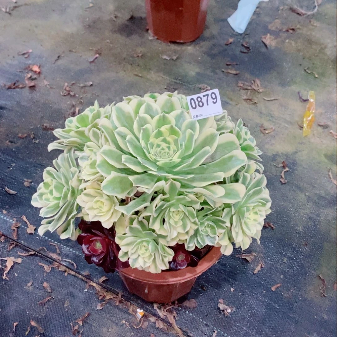 绿豆沙879多肉1111