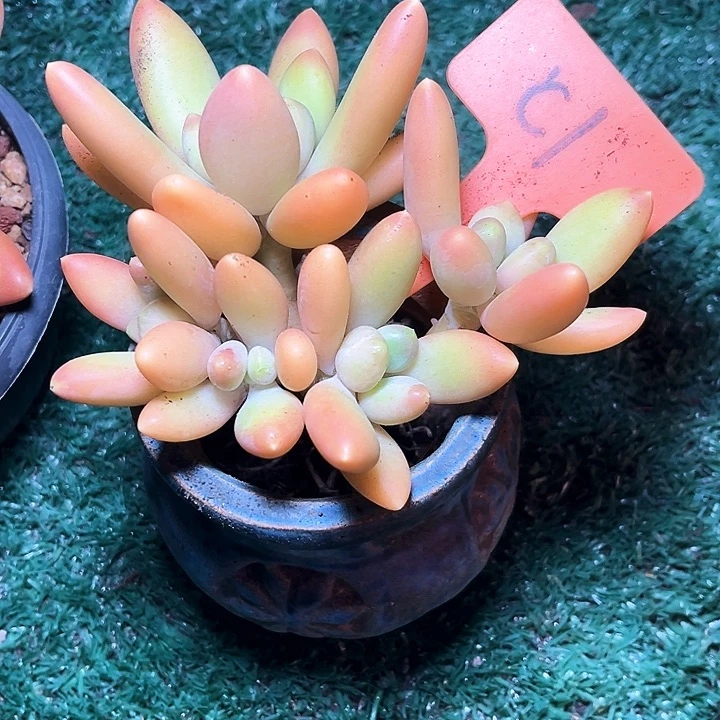 金特1号码牌子的话题了