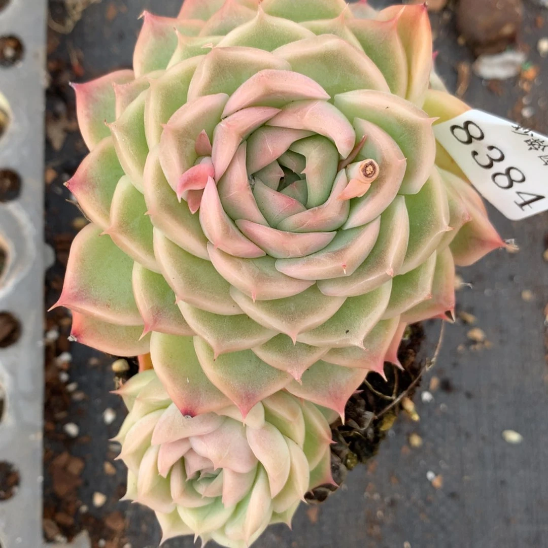 8384杂交多肉老桩