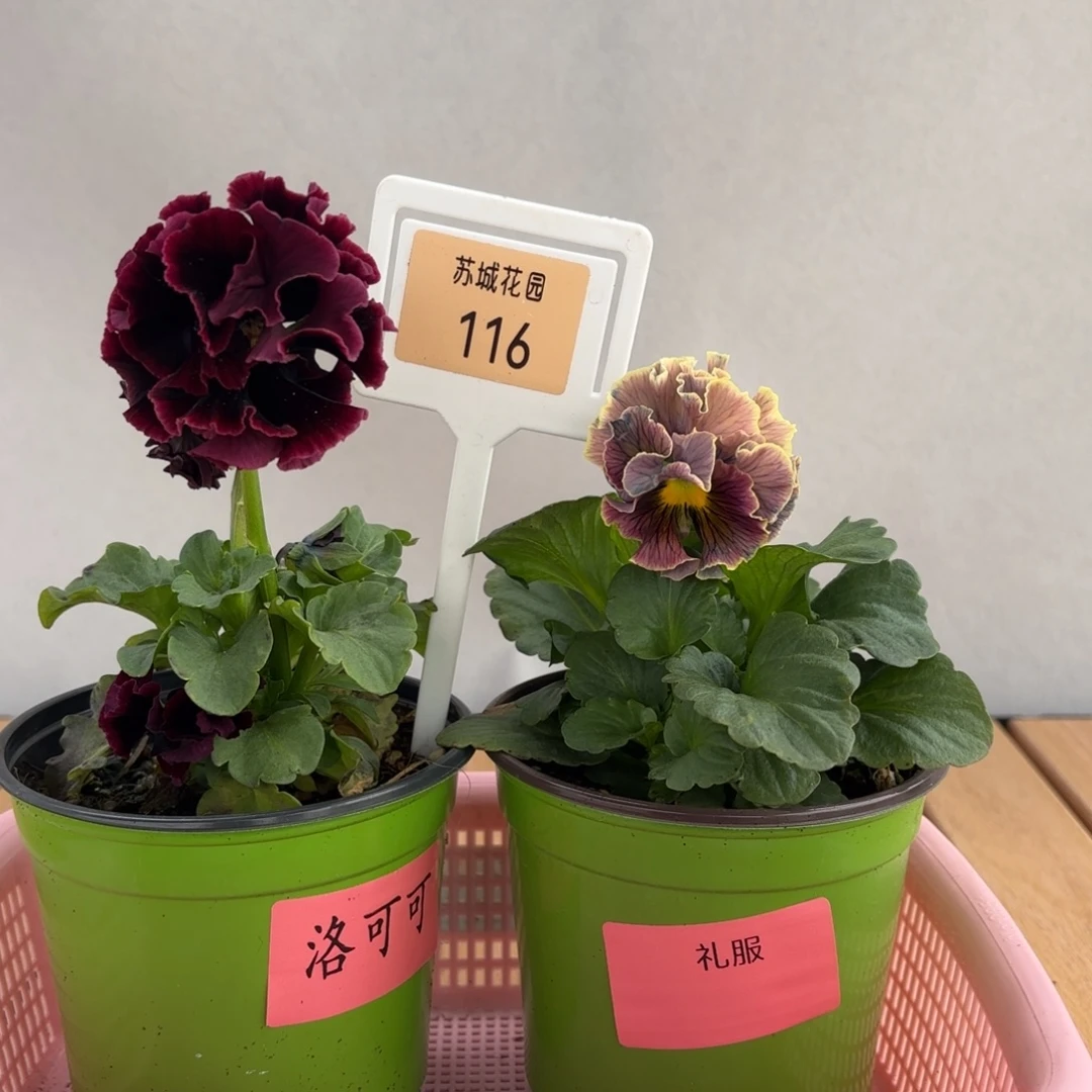 大部分开放少量花苞116