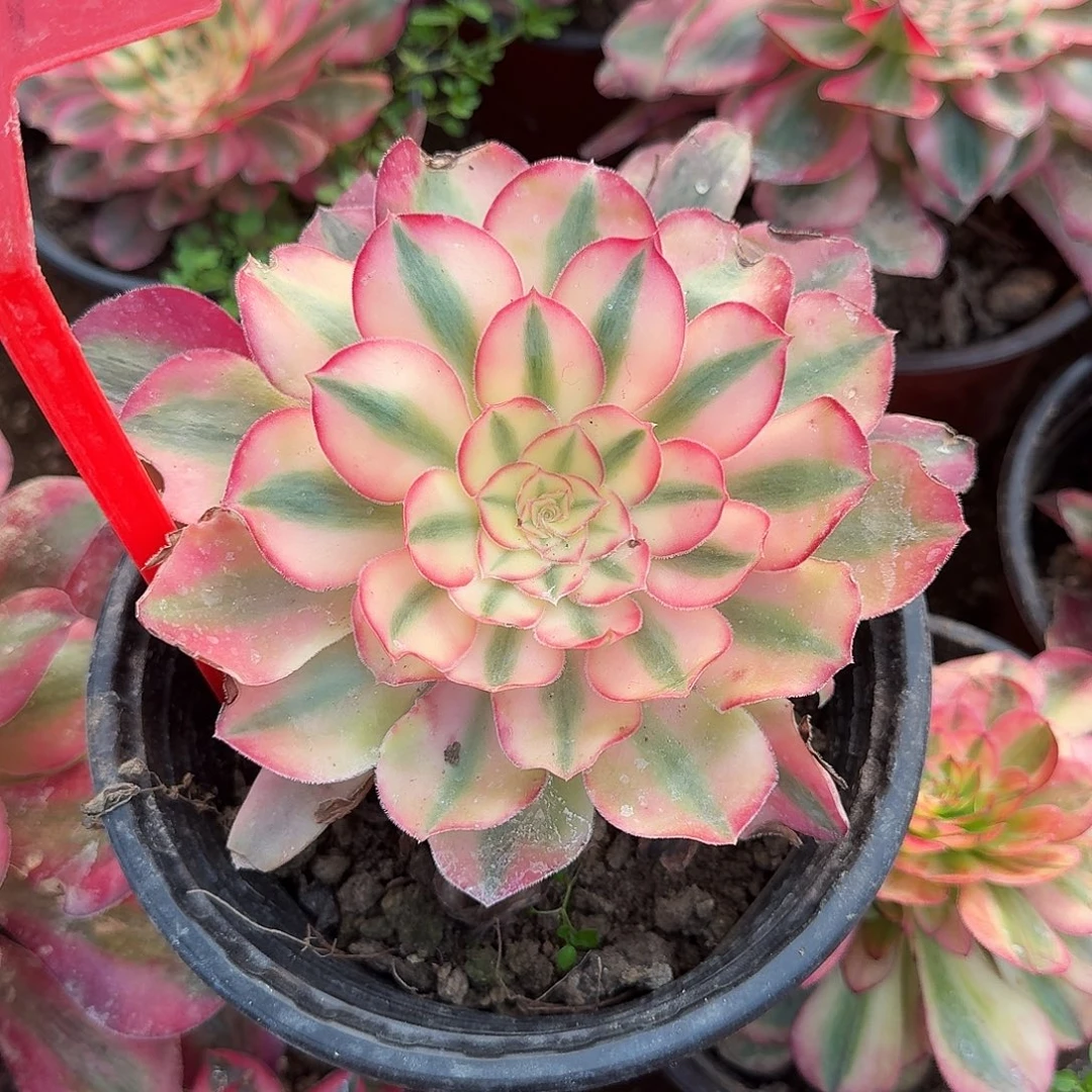 4141爱丽丝多肉法师