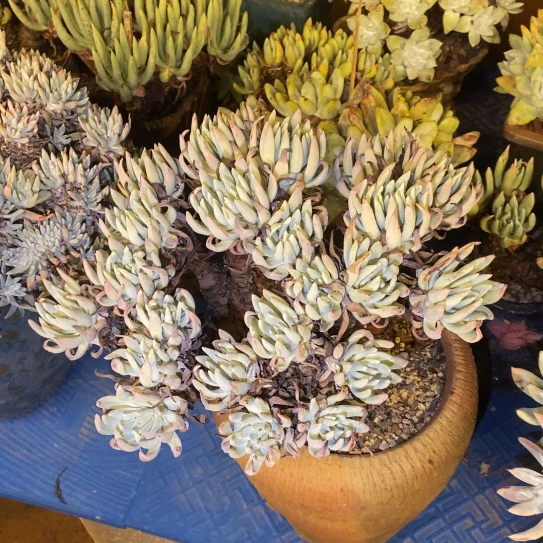 福利多肉植物啦啦啦