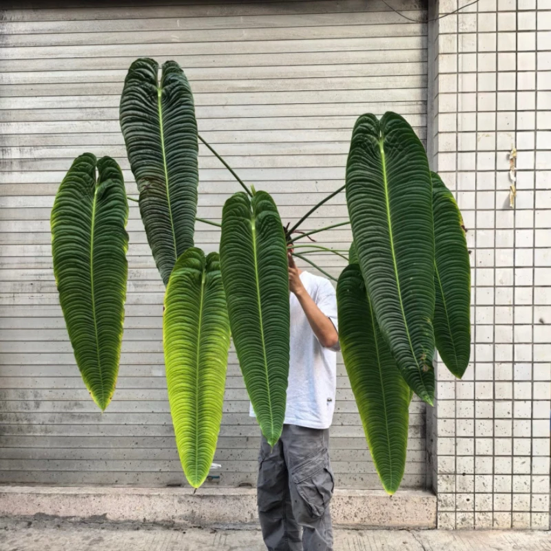 【二木林】（火鹤王花烛）肌肉感十足 高级ins风 家居百搭