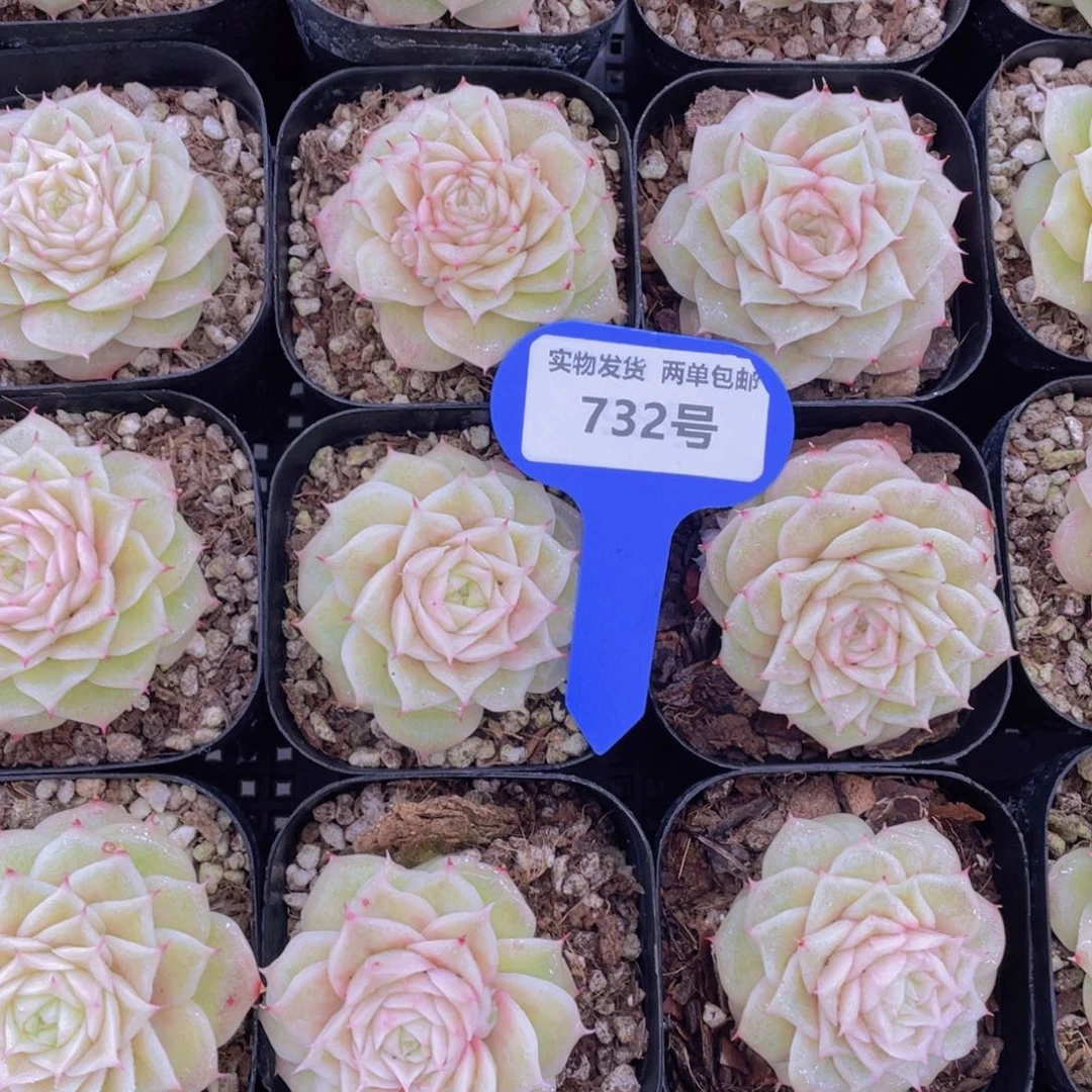 732号玫瑰花麦秆单头一个