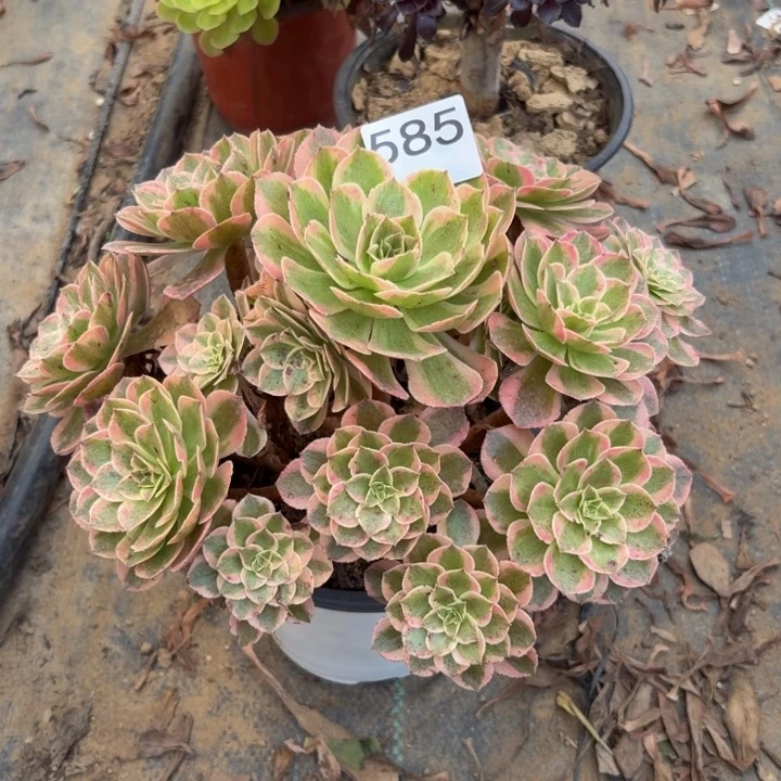 云荷多肉植物不包损585