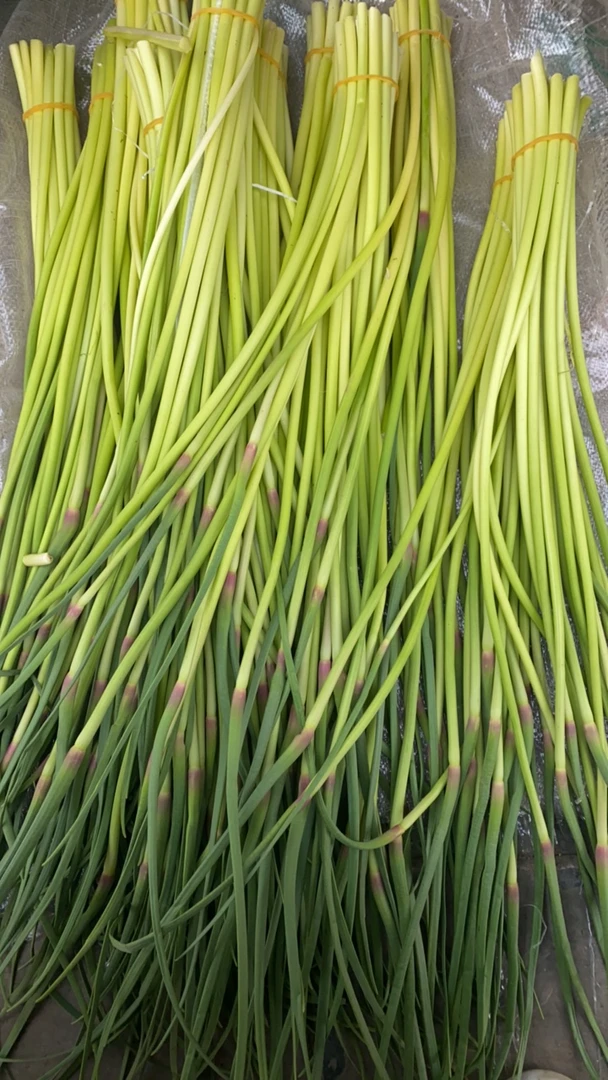 云南新鲜蒜苔自产自销正宗红蒜白帽蒜苔清脆鲜嫩蒜苔