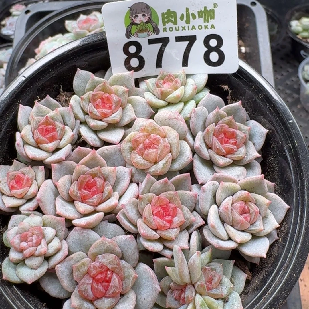 多肉植物多肉植物