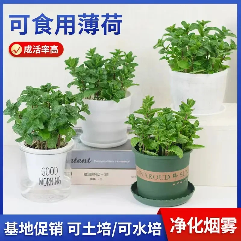 薄荷盆栽可食用泡茶四季常青卧室阳台桌摆好养驱蚊净化空气绿植苗