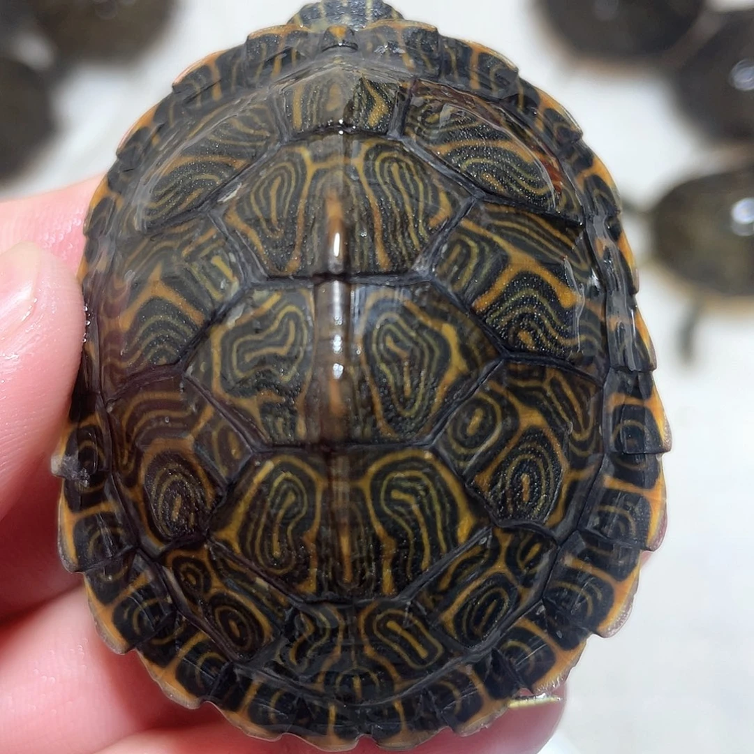 宠物龟不分公母佛甜