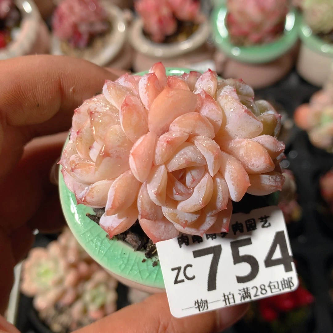 5CM拇指盆精控多肉ZC754