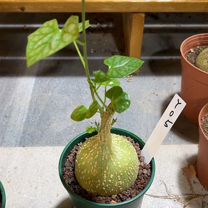 汤圆植物银叶睡布袋Y05