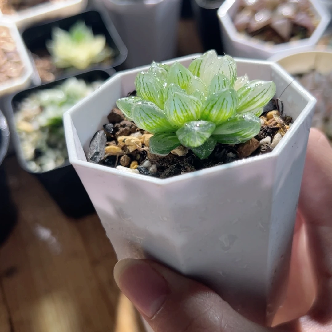 雪花玉露锦多肉植物