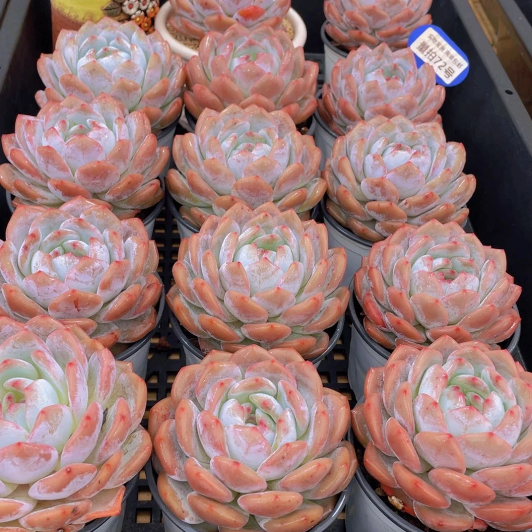 量拍72号 韩版橙梦露母本大单头一个