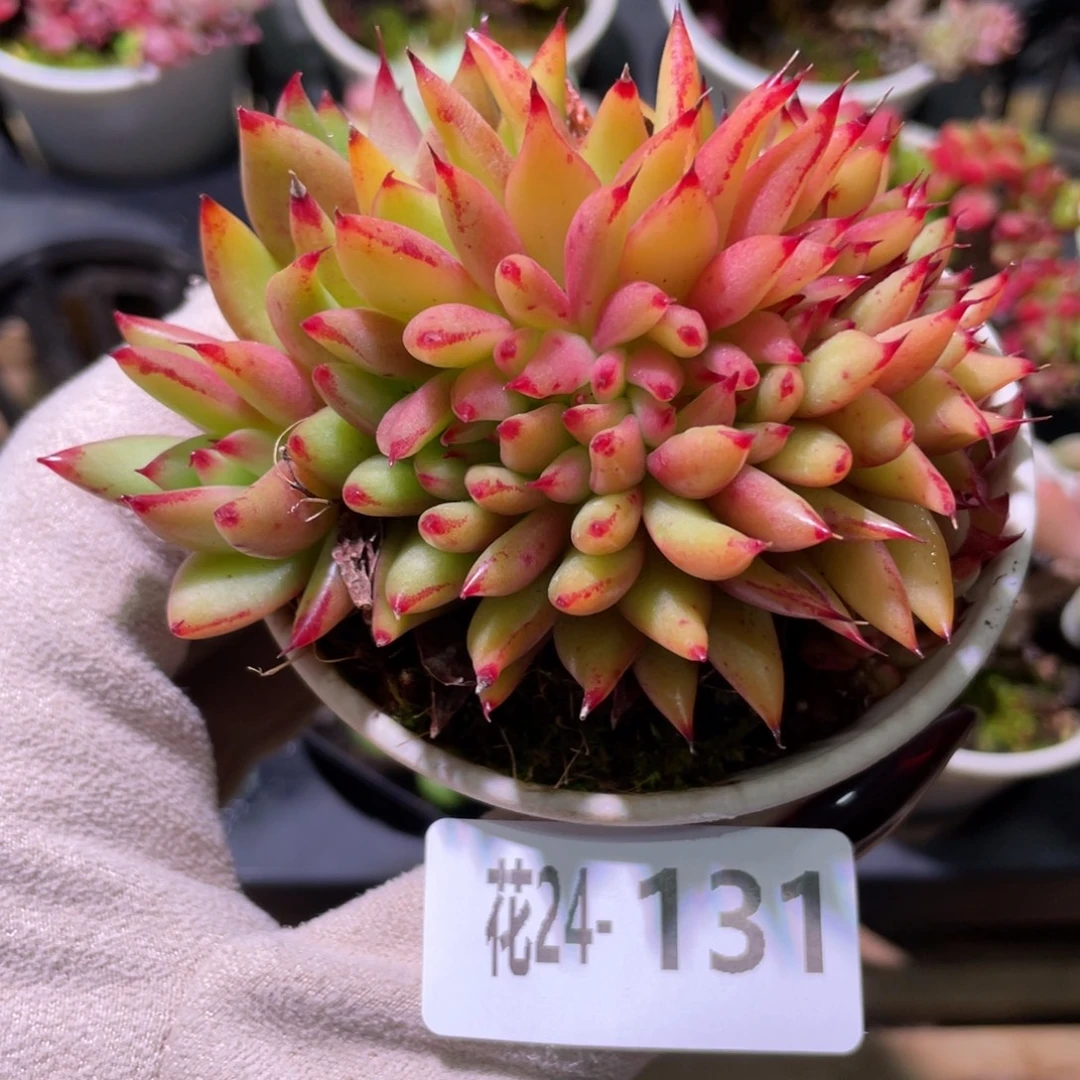 花利美24-131乌木缀化