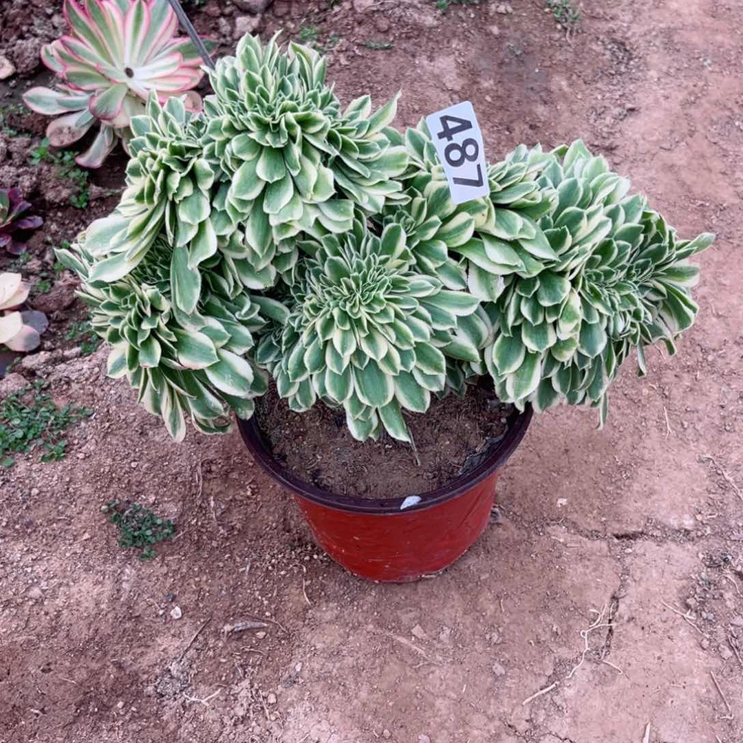 487迈巴赫缀化多肉植物