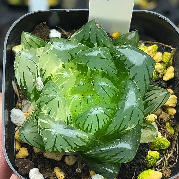 173大窗龙鳞玉露锦