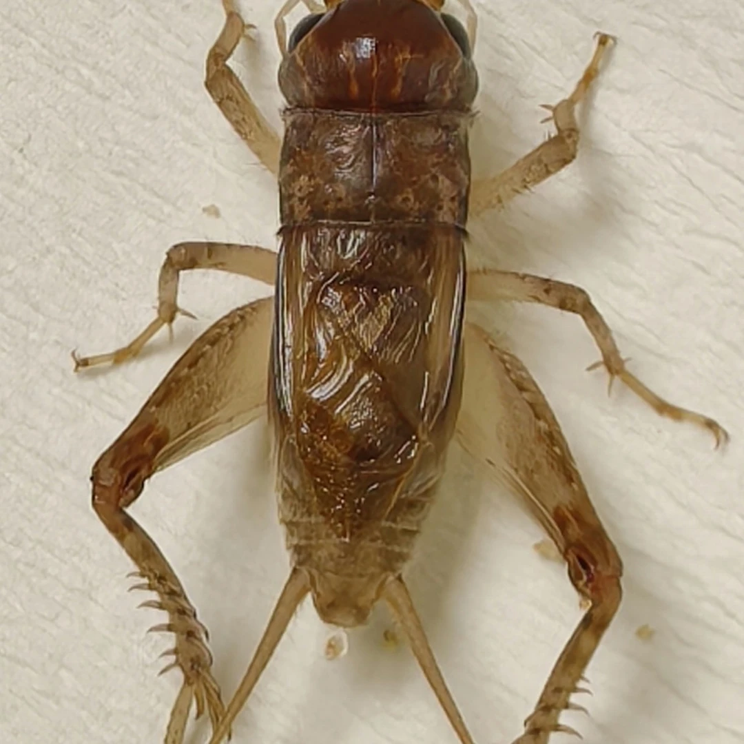 蛐蛐 爬虫 蟋蟀科 冬版蛐蛐