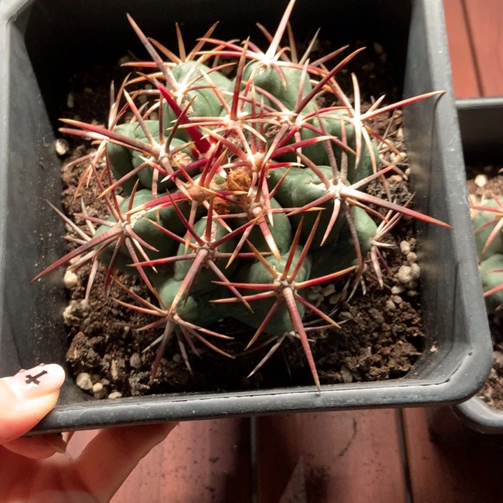 量拍特价大红鹰8cm